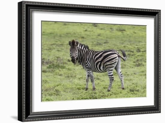 African Zebras 105-Bob Langrish-Framed Photographic Print