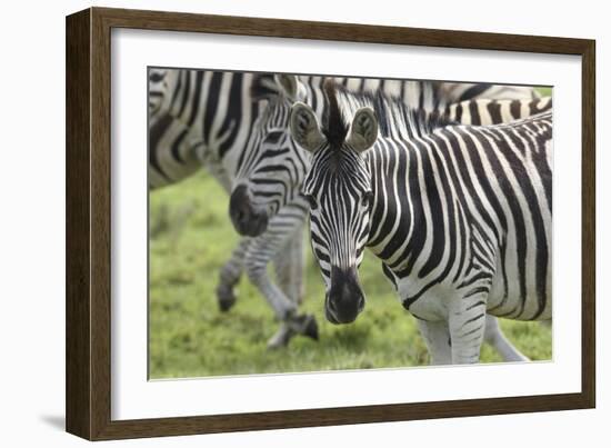 African Zebras 107-Bob Langrish-Framed Photographic Print