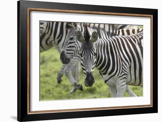 African Zebras 107-Bob Langrish-Framed Photographic Print