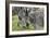 African Zebras 107-Bob Langrish-Framed Photographic Print