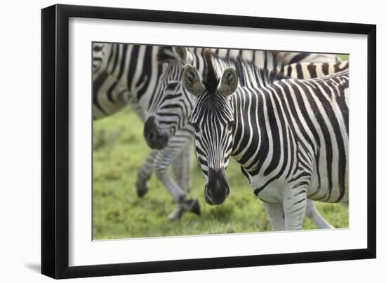 African Zebras 107-Bob Langrish-Framed Photographic Print