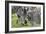 African Zebras 107-Bob Langrish-Framed Photographic Print