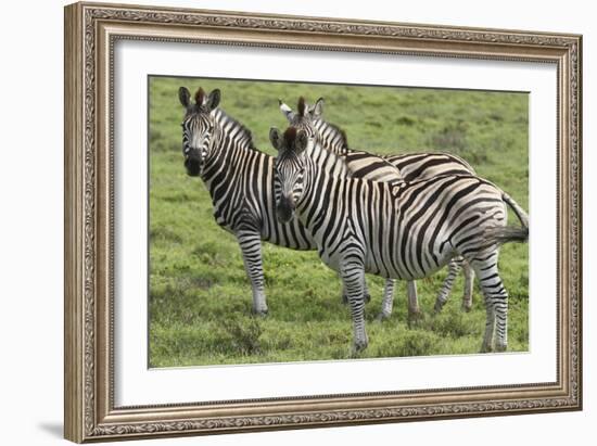 African Zebras 110-Bob Langrish-Framed Photographic Print