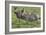 African Zebras 110-Bob Langrish-Framed Photographic Print