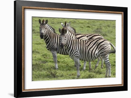 African Zebras 110-Bob Langrish-Framed Photographic Print