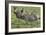 African Zebras 110-Bob Langrish-Framed Photographic Print