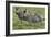 African Zebras 110-Bob Langrish-Framed Photographic Print