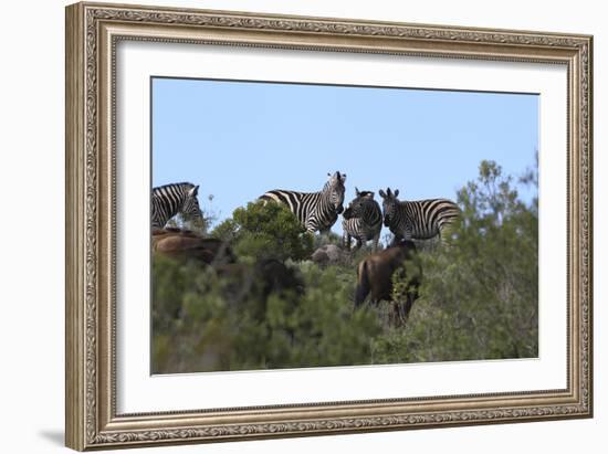 African Zebras 111-Bob Langrish-Framed Photographic Print