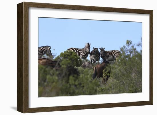 African Zebras 111-Bob Langrish-Framed Photographic Print