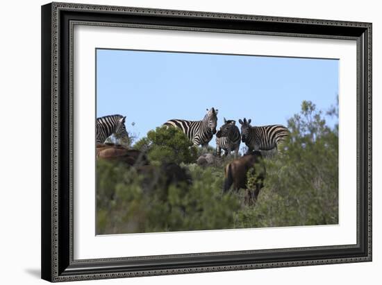 African Zebras 111-Bob Langrish-Framed Photographic Print