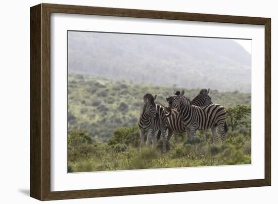 African Zebras 112-Bob Langrish-Framed Photographic Print