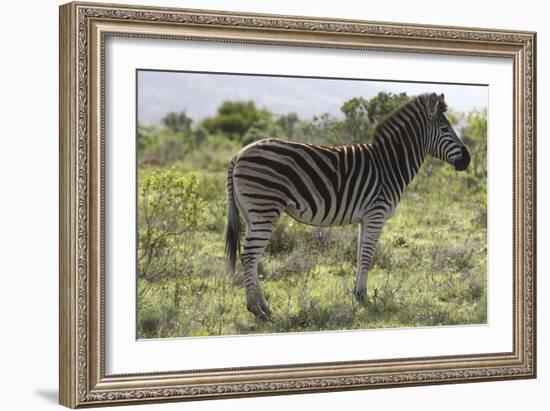 African Zebras 113-Bob Langrish-Framed Photographic Print