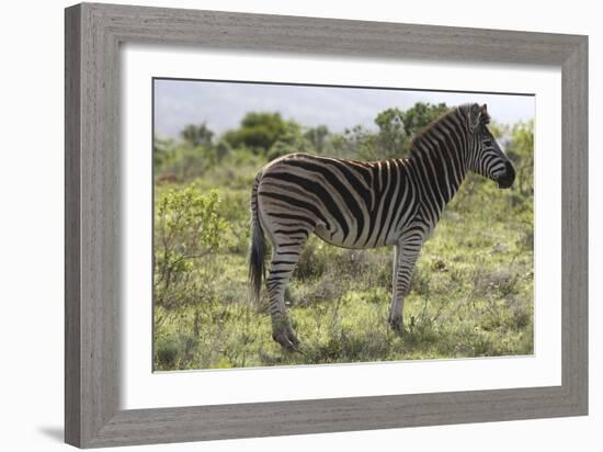 African Zebras 113-Bob Langrish-Framed Photographic Print