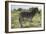 African Zebras 113-Bob Langrish-Framed Photographic Print