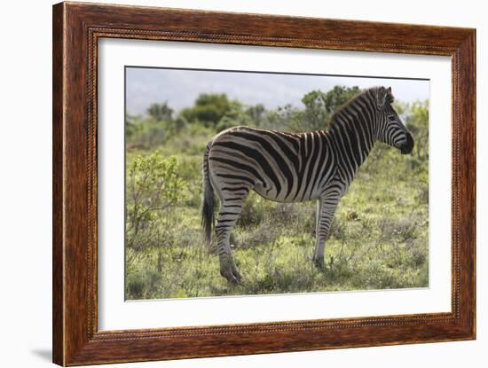 African Zebras 113-Bob Langrish-Framed Photographic Print