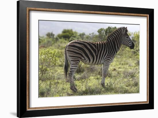 African Zebras 113-Bob Langrish-Framed Photographic Print