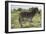 African Zebras 113-Bob Langrish-Framed Photographic Print