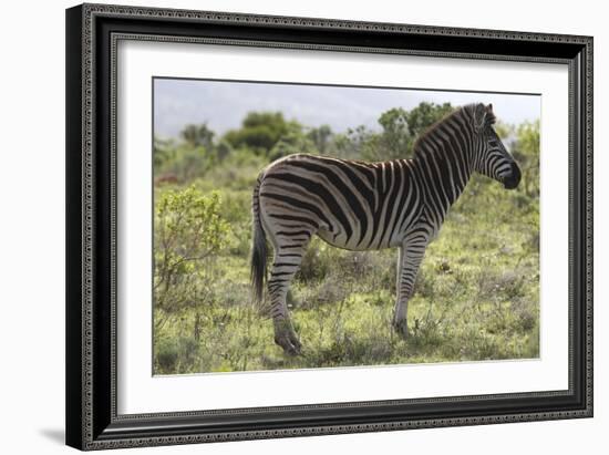 African Zebras 113-Bob Langrish-Framed Photographic Print