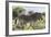 African Zebras 115-Bob Langrish-Framed Photographic Print