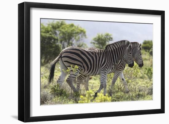 African Zebras 115-Bob Langrish-Framed Photographic Print