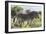 African Zebras 115-Bob Langrish-Framed Photographic Print