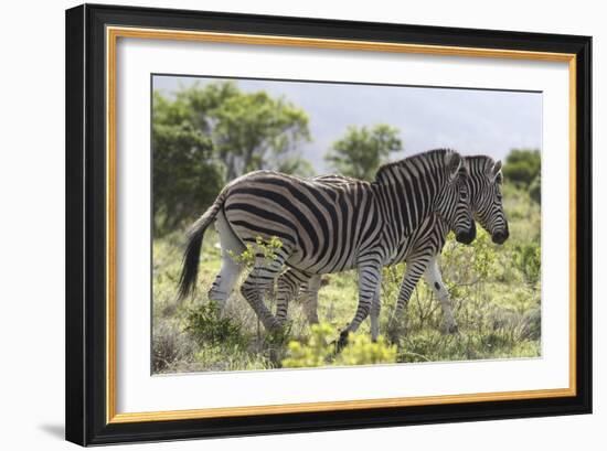 African Zebras 115-Bob Langrish-Framed Photographic Print