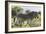 African Zebras 115-Bob Langrish-Framed Photographic Print