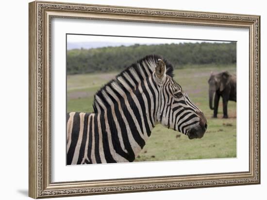 African Zebras 121-Bob Langrish-Framed Photographic Print