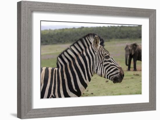 African Zebras 121-Bob Langrish-Framed Photographic Print