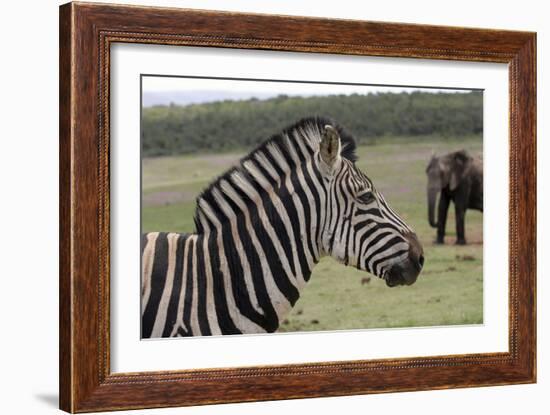 African Zebras 121-Bob Langrish-Framed Photographic Print