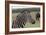 African Zebras 121-Bob Langrish-Framed Photographic Print