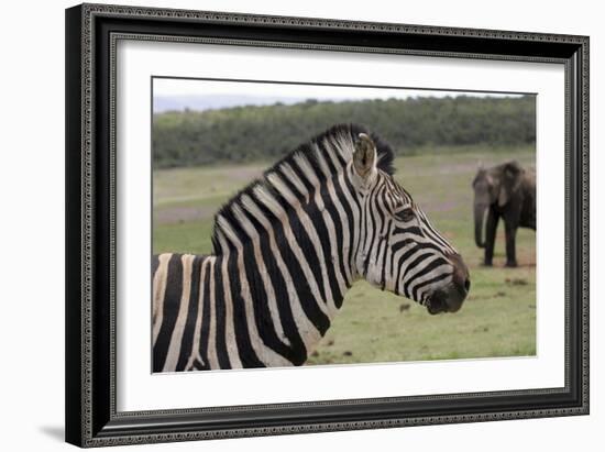 African Zebras 121-Bob Langrish-Framed Photographic Print