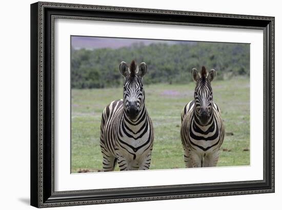 African Zebras 123-Bob Langrish-Framed Photographic Print