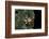 Afrixalus Dorsalis (Brown Banana Frog)-Paul Starosta-Framed Photographic Print