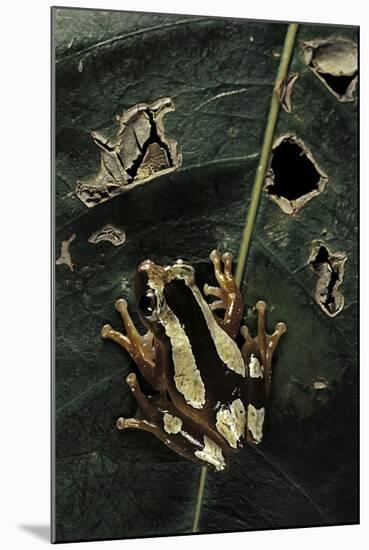 Afrixalus Dorsalis (Brown Banana Frog)-Paul Starosta-Mounted Photographic Print