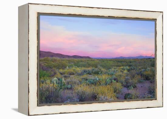 After Sunset in Saguaro National Park-Anna Miller-Framed Premier Image Canvas