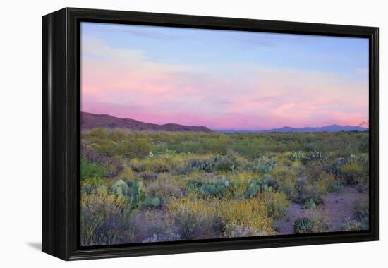 After Sunset in Saguaro National Park-Anna Miller-Framed Premier Image Canvas