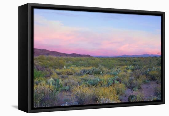 After Sunset in Saguaro National Park-Anna Miller-Framed Premier Image Canvas