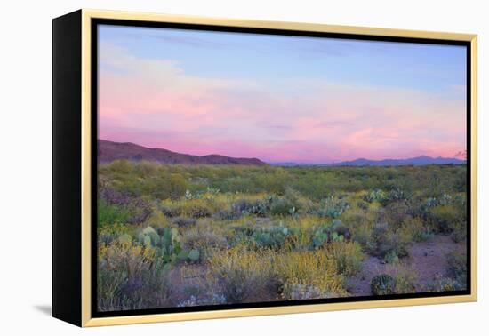 After Sunset in Saguaro National Park-Anna Miller-Framed Premier Image Canvas