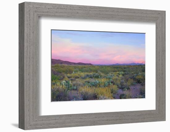 After Sunset in Saguaro National Park-Anna Miller-Framed Premium Photographic Print