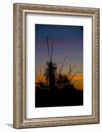 After Sunset in Saguaro National Park-Anna Miller-Framed Photographic Print