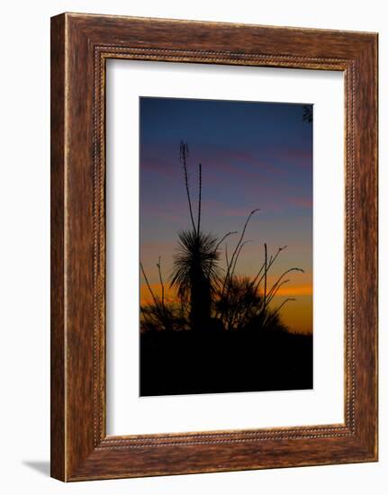 After Sunset in Saguaro National Park-Anna Miller-Framed Photographic Print