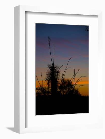 After Sunset in Saguaro National Park-Anna Miller-Framed Photographic Print