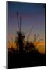 After Sunset in Saguaro National Park-Anna Miller-Mounted Photographic Print