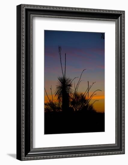 After Sunset in Saguaro National Park-Anna Miller-Framed Photographic Print