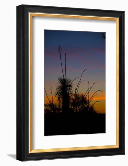 After Sunset in Saguaro National Park-Anna Miller-Framed Photographic Print