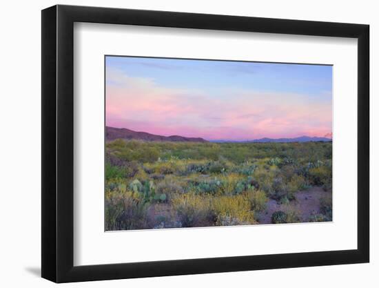 After Sunset in Saguaro National Park-Anna Miller-Framed Photographic Print