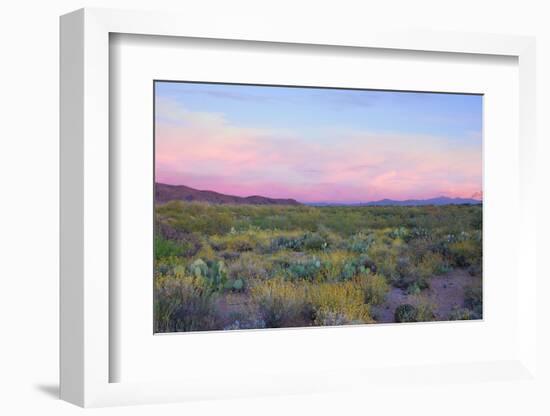 After Sunset in Saguaro National Park-Anna Miller-Framed Photographic Print