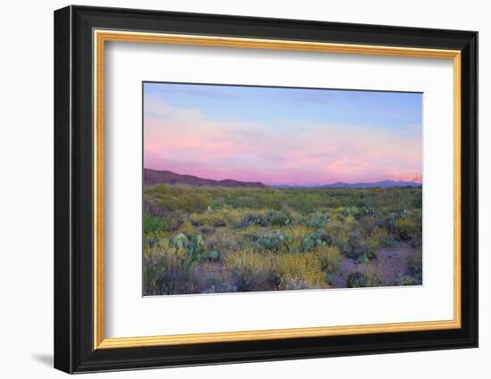 After Sunset in Saguaro National Park-Anna Miller-Framed Photographic Print