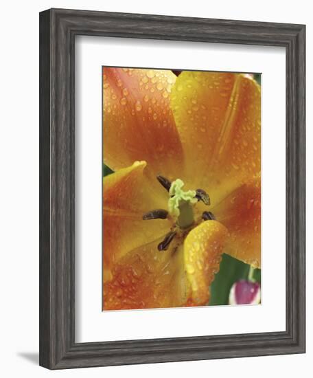 After the Rain 2050-Brian Leighton-Framed Giclee Print